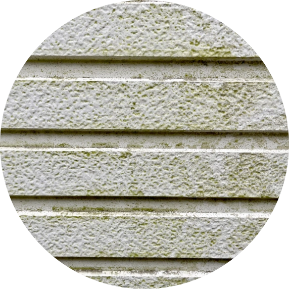 カビ・コケ・藻画像